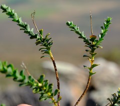 Athanasia spathulata