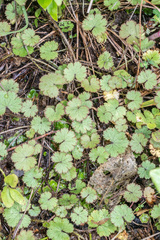 Hydrocotyle moschata moschata