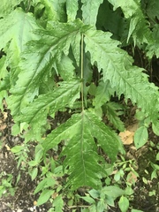 Tectaria heracleifolia