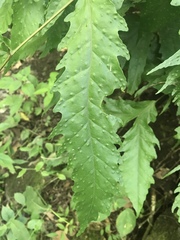 Tectaria heracleifolia