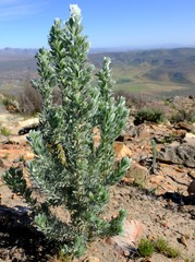 Aspalathus bidouwensis