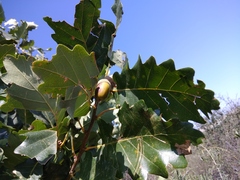 Quercus petraea iberica