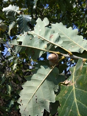 Quercus petraea iberica