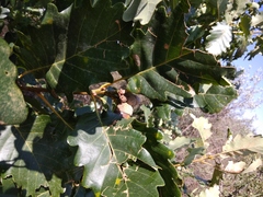 Quercus petraea iberica