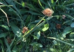 Trifolium longipes
