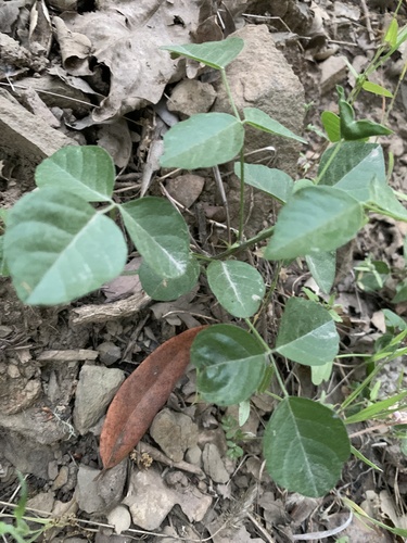 iNaturalist observation photo of forest scurfpea