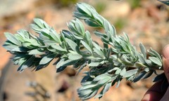 Aspalathus bidouwensis