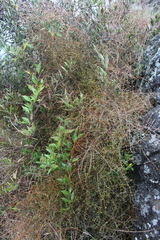 Coprosma virescens