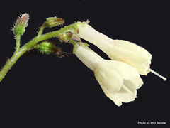 Symphytum grandiflorum