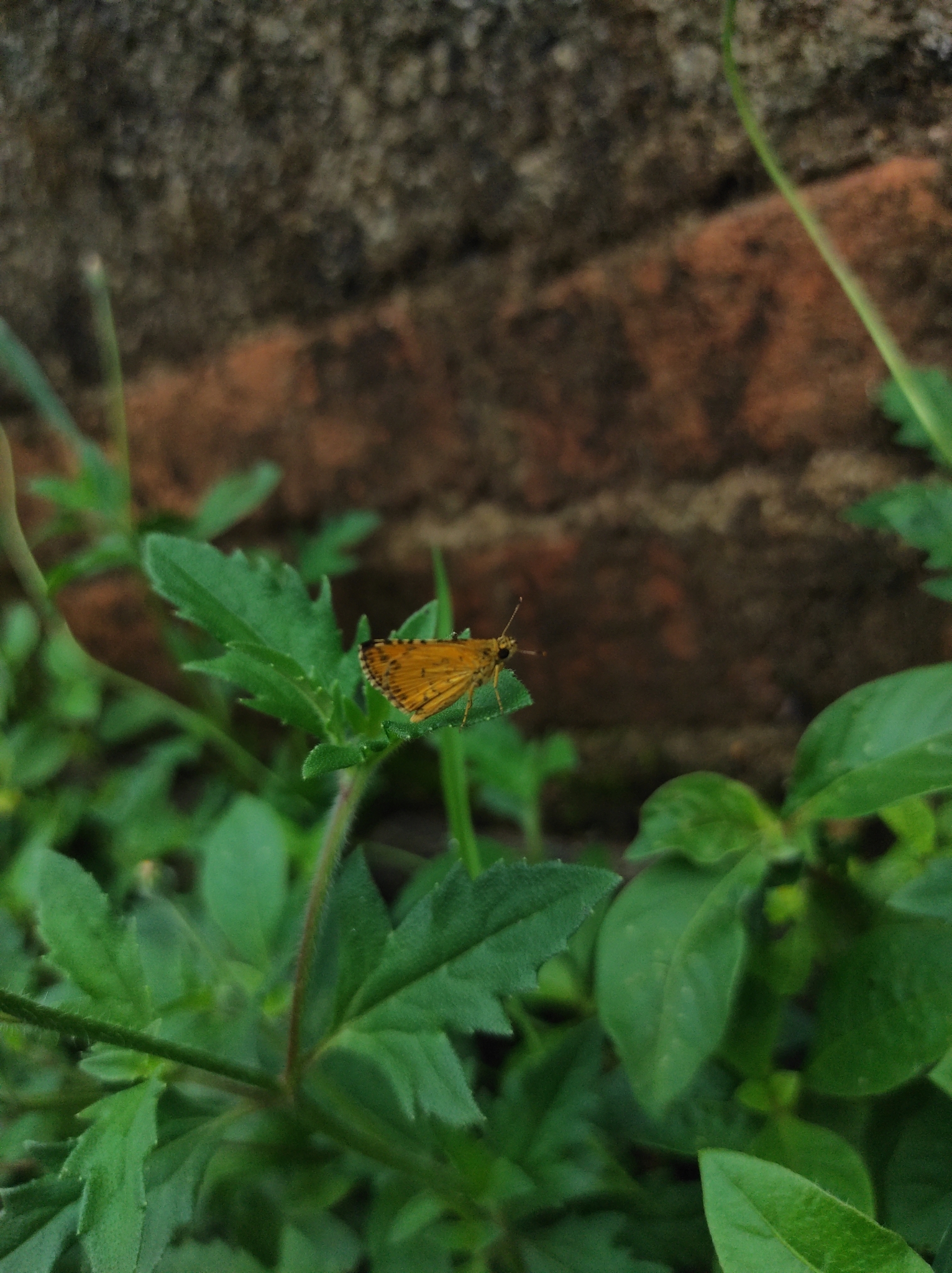 Bush Hopper