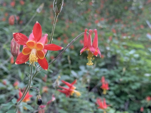 iNaturalist observation photo of western columbine