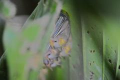 Mesophylla macconnelli