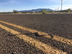 Salvadora deserticola