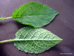 Symphytum grandiflorum