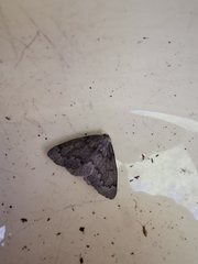 Nepytia pellucidaria