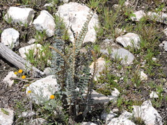 Astrolepis crassifolia