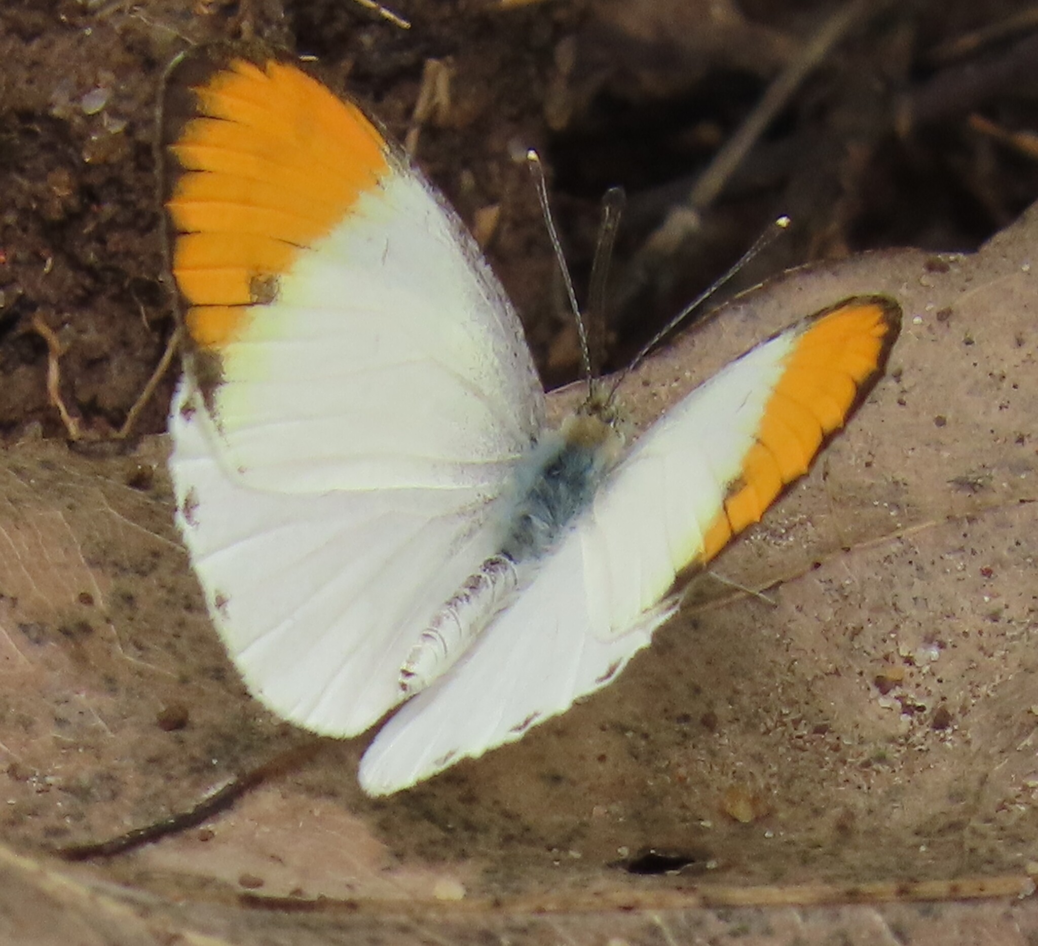 Plain Orange-Tip