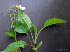 Symphytum grandiflorum