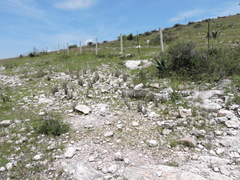 Astrolepis crassifolia