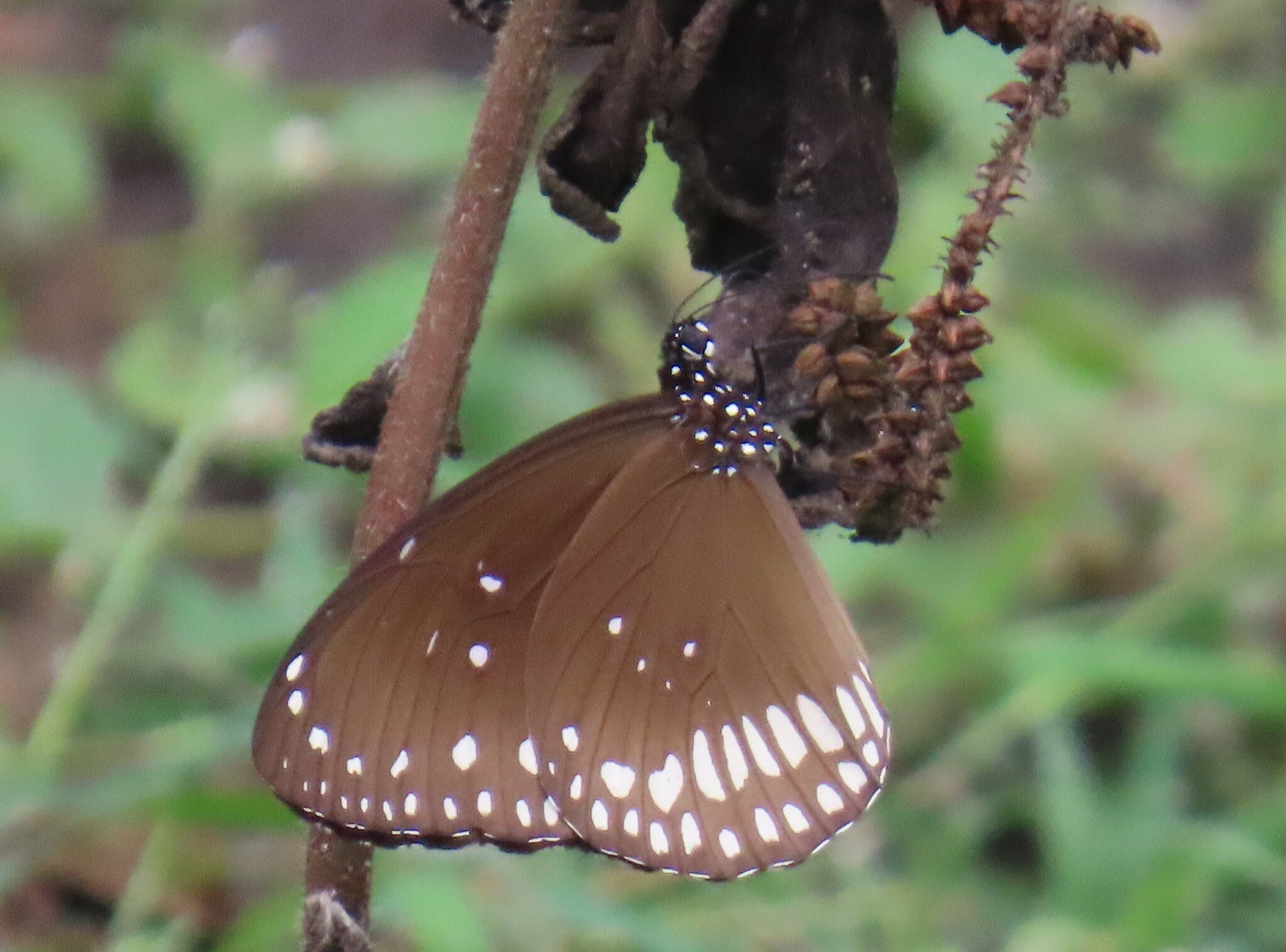 Common Crow