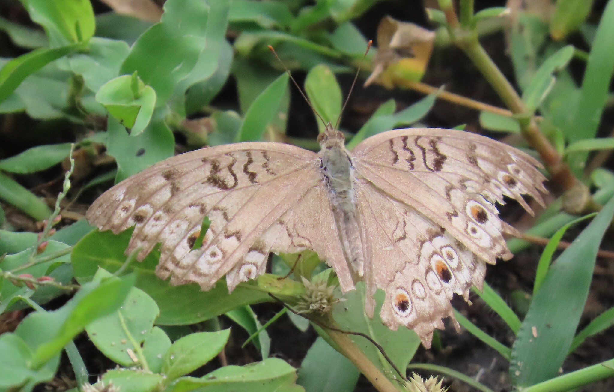 Grey Pansy