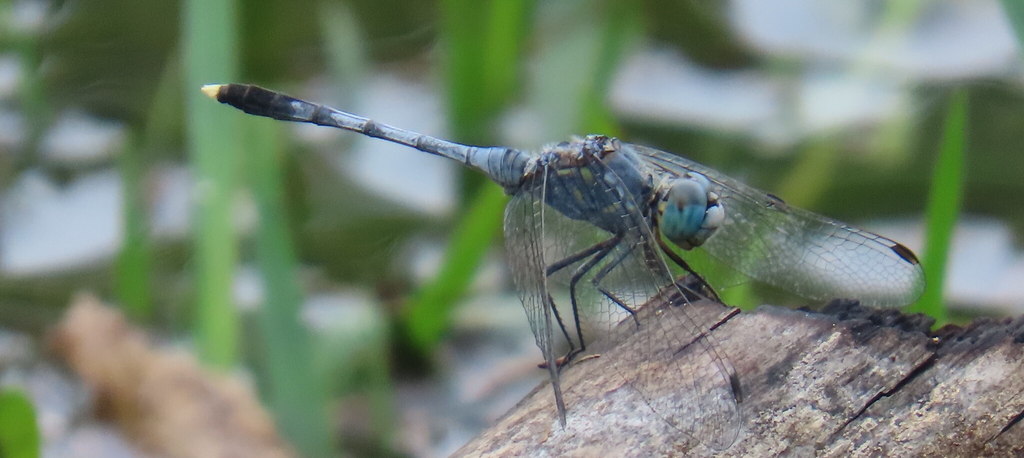 Chalky Percher