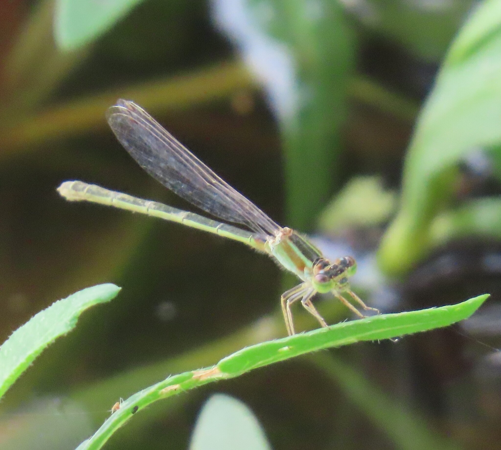 Tropical Bluetail