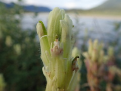 Castilleja pallida caudata