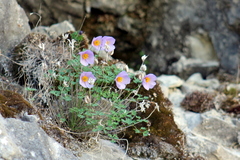 Paraquilegia microphylla