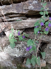 Campanula elatines