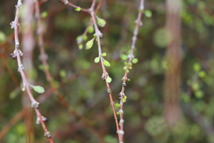 Coprosma virescens