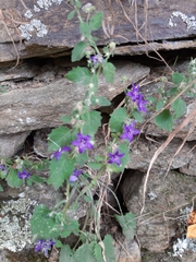 Campanula elatines