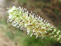 Sanguisorba tenuifolia