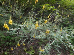 Cytisus nigricans