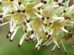 Sanguisorba tenuifolia