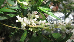 Cuscuta japonica