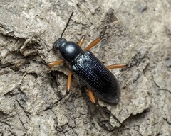 Strongylium erythrocephalum