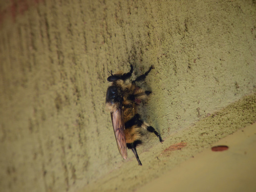 Obelophorus terebratus