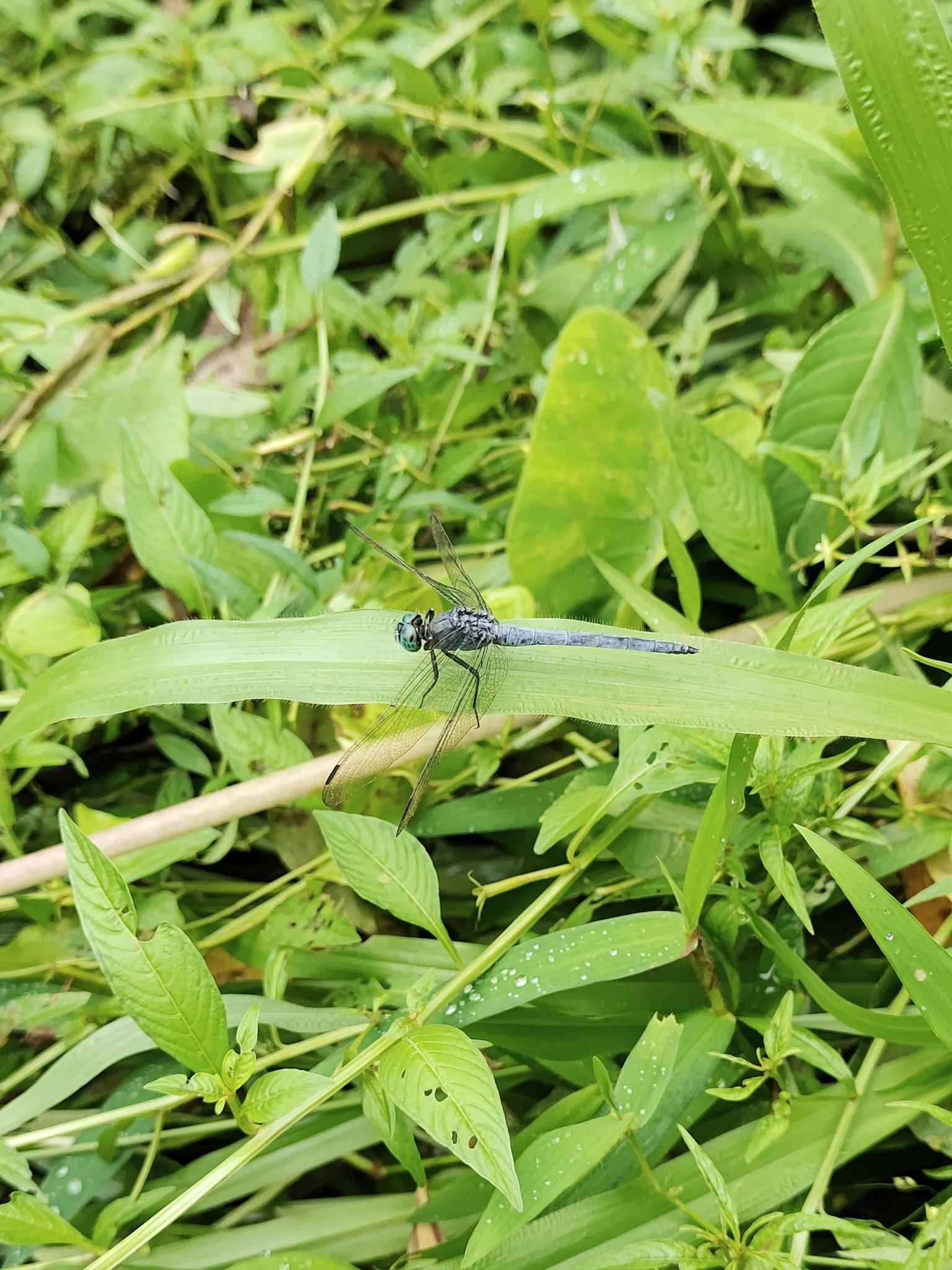 Marsh Skimmer
