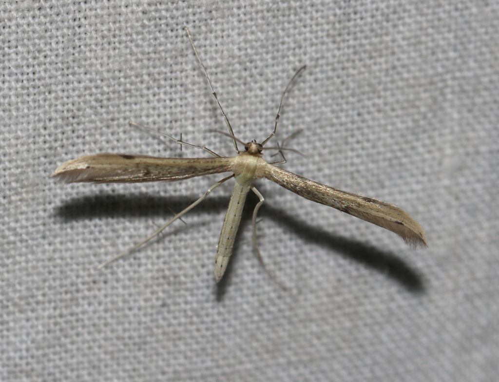 Hellinsia coniodactylus