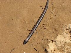 Synbranchus marmoratus