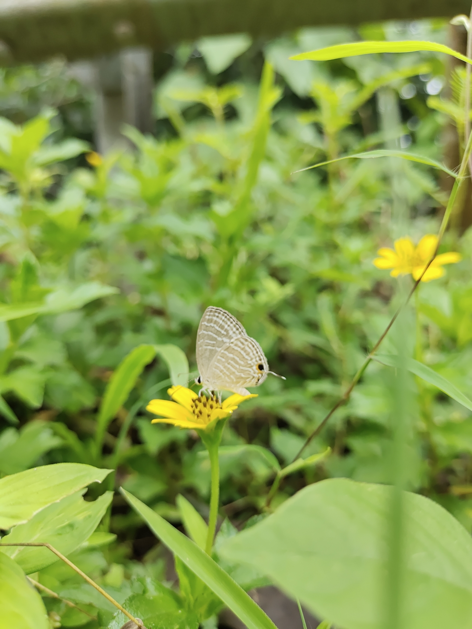Common Cerulean