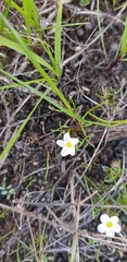 Oxalis pusilla