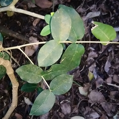 Noronhia foveolata, photograph Henry de Lange, CC BY, iNaturalist via GBIF