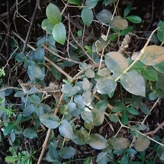 Noronhia foveolata, photograph Henry de Lange, CC BY, iNaturalist via GBIF