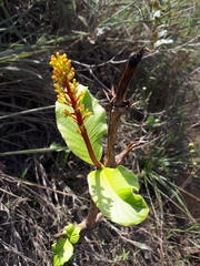 Palicourea rigida