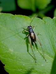 Trigonidiinae