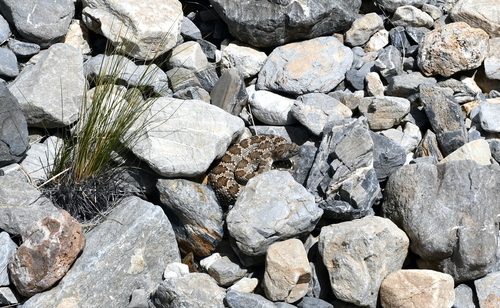 iNaturalist observation photo of Panamint Rattlesnake