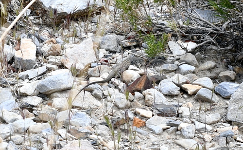iNaturalist observation photo of Western Whiptail
