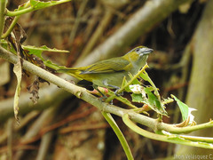 Euphonia chrysopasta